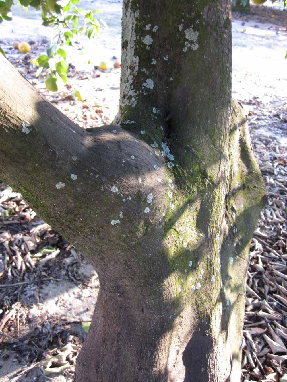              Bark (Winter Haven, FL)       